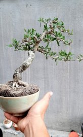Linh sam sông hinh lá nhỏ bông tím chùm thơm ngát