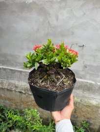 Trang đỏ lùn lực đít bự