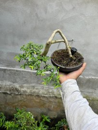 Mai chiếu thủy