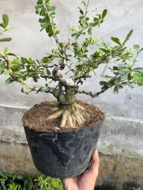 Linh sam siu bông giá vài trăm