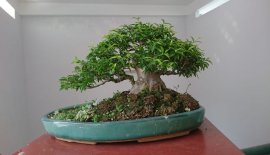 Tiểu cảnh mai chiếu thuỷ...