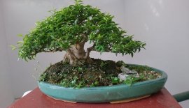 Tiểu cảnh mai chiếu thuỷ...