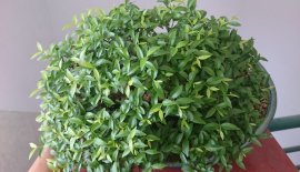 Tiểu cảnh mai chiếu thuỷ...