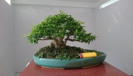 Tiểu cảnh mai chiếu thuỷ...