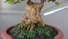 Em Giấy Mỹ zin lùn lực...