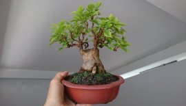 Em Giấy Mỹ zin lùn lực...