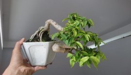 Mai chiếu thuỷ ghép Bông Kép...