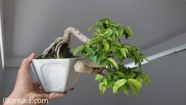 Mai chiếu thuỷ ghép Bông Kép...