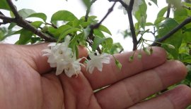 Mai chiếu thuỷ ghép Bông Kép...
