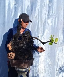 Cẩm thị sống khoẻ...có anh nào yêu.