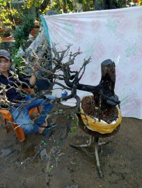 Giao lưu cây cẩm thị tàn Rin đẹp slh 0932037789