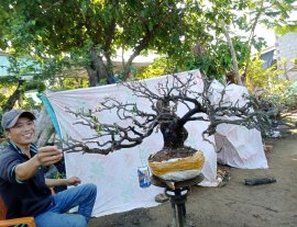Giao lưu cây cẩm thị tàn Rin đẹp slh 0932037789