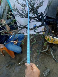 Giao lưu cây cẩm thị tàn Rin đẹp slh 0932037789