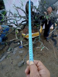 Giao lưu cây cẩm thị tàn Rin đẹp slh 0932037789