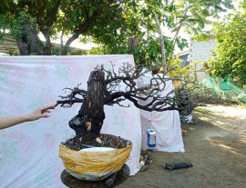 Giao lưu cây cẩm thị tàn Rin đẹp slh 0932037789