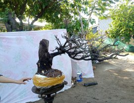 Giao lưu cây cẩm thị tàn Rin đẹp slh 0932037789