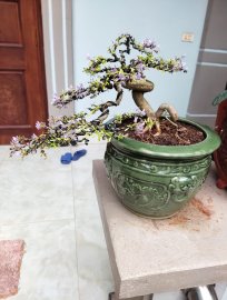 E giao lưu vui cả hai chậu linh sam 1.6tr bao ship