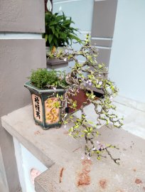 E giao lưu vui cả hai chậu linh sam 1.6tr bao ship