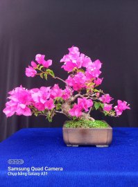 Hoa giấy