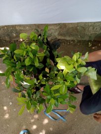 Giao lưu cây cẩm thị sống khỏe mạnh, giá 300k