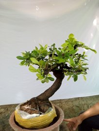 Giao lưu cây cẩm thị sống khỏe mạnh, giá 300k