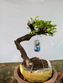 Giao lưu cây cẩm thị sống khỏe mạnh, giá 300k
