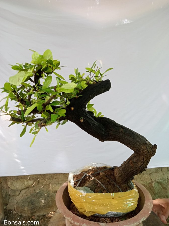 Giao lưu cây cẩm thị sống khỏe mạnh, giá 300k