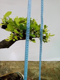 Giao lưu cây cẩm thị sống khỏe mạnh, giá 300k