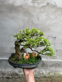 Lại hoa nữa