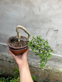 Mai chiếu thủy co quái giá vài trăm