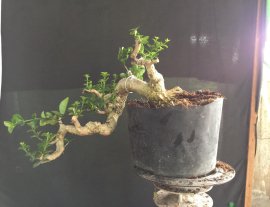 Giao lưu ae sam hương
