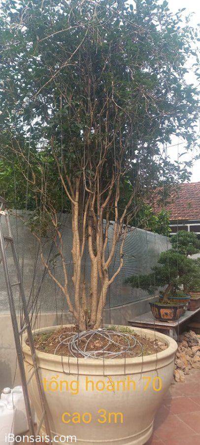 Cây mộc hương cổ