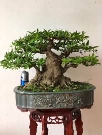 MAI CHIẾU THUỶ NU DA ĐEN