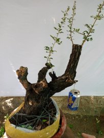 Giao lưu cây cẩm thị sóng khỏe mạnh giá, 250k slh 0932037789