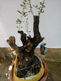 Giao lưu cây cẩm thị sóng khỏe mạnh giá, 250k slh 0932037789
