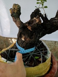 Giao lưu cây cẩm thị sóng khỏe mạnh giá, 250k slh 0932037789