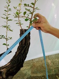 Giao lưu cây cẩm thị sóng khỏe mạnh giá, 250k slh 0932037789