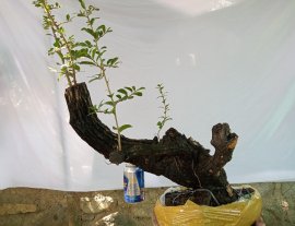 Giao lưu cây cẩm thị sóng khỏe mạnh giá, 250k slh 0932037789