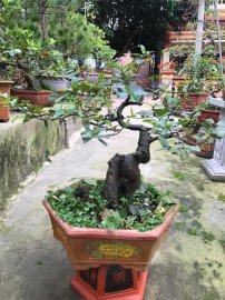 Sung , ổi , thông Gl ae