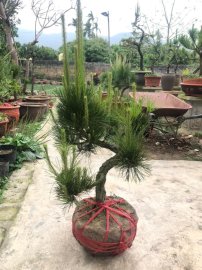 Sung , ổi , thông Gl ae