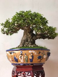 MAI CHIẾU THUỶ NU GÒ CÔNG