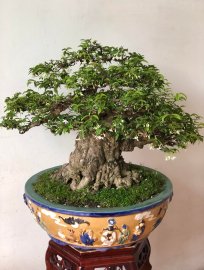 MAI CHIẾU THUỶ NU GÒ CÔNG