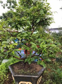 Hồng diệp 5 cánh Quảng Nam