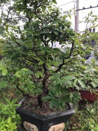 Hồng diệp 5 cánh Quảng Nam