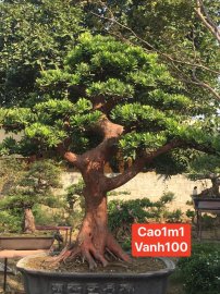 Tùng kim cương hay còn gọi là vạn niên tùng kim cương
