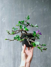 Linh sam tím than dễ thương đang hoa.