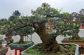 Cây tùng đài loan