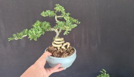 E còn khoảng 100 cây cần thăng mini