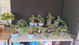 E còn khoảng 100 cây cần thăng mini