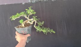 E còn khoảng 100 cây cần thăng mini